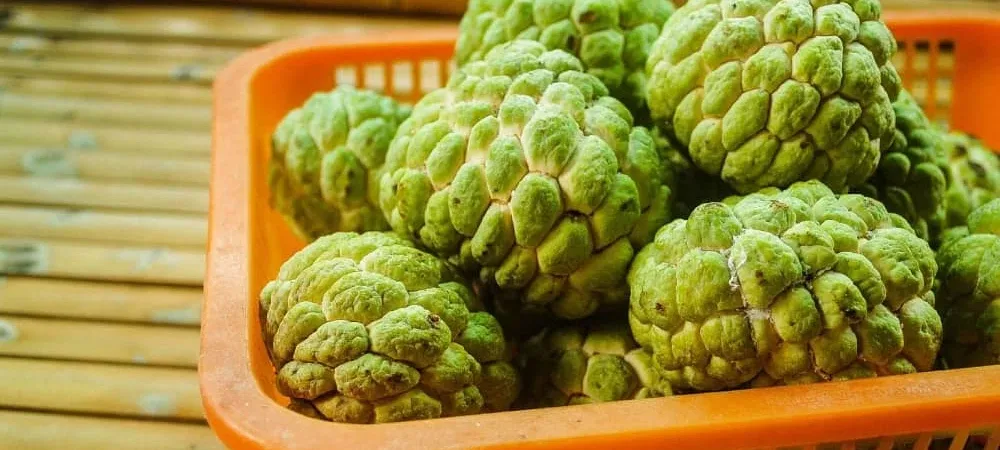 Custard Apples