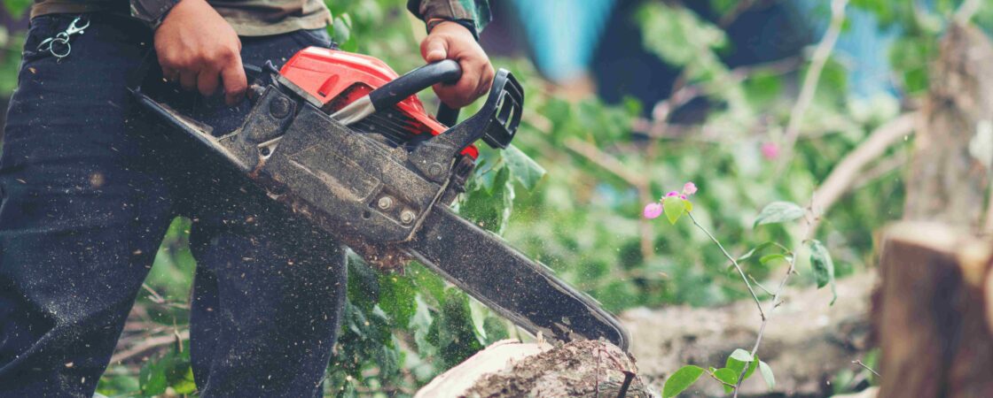 tree removal