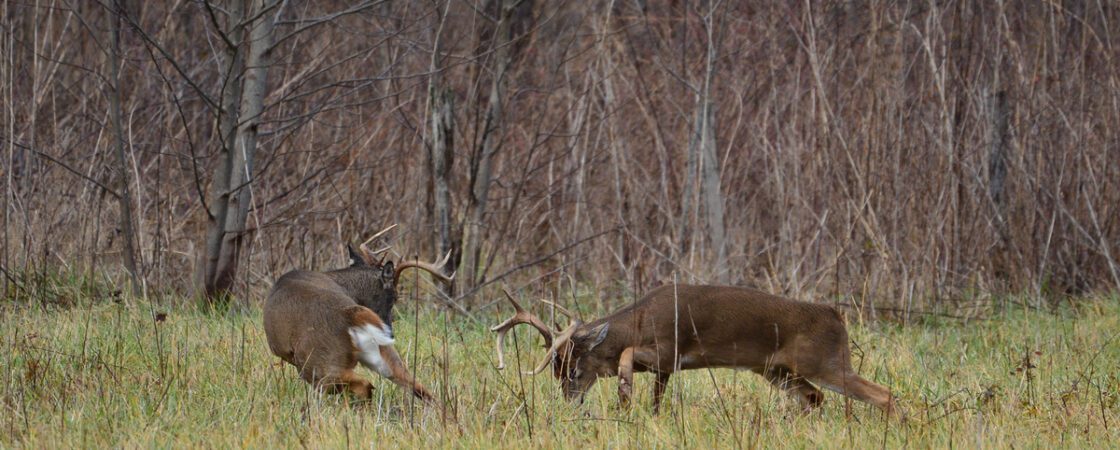 Whitetail Monster Bucks