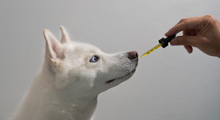 Enhancing Your Dog's Wellness: The Benefits of CBD for Canine Health in Canada