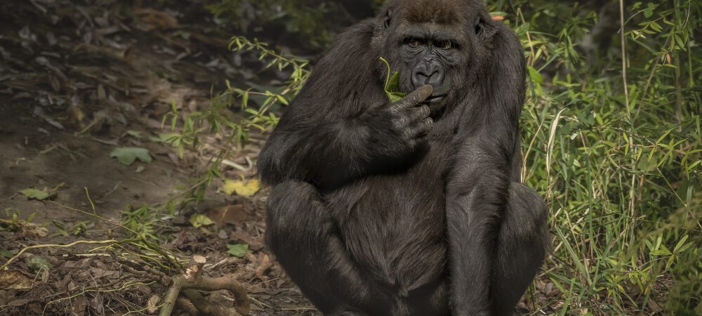 gorilla safaris in Rwanda