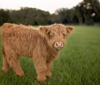 Miniature Highland Cattle